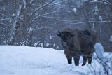 Żubr, Bison bonasus, Bieszczady