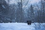 Żubr, Bison bonasus, Bieszczady