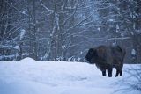 Żubr, Bison bonasus, Bieszczady