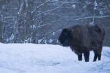 Żubr, Bison bonasus, Bieszczady