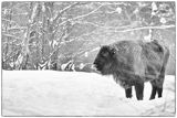 Żubr, Bison bonasus, Bieszczady