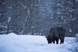 Żubr, Bison bonasus, Bieszczady