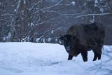 Żubr, Bison bonasus, Bieszczady