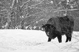 Żubr, Bison bonasus, Bieszczady