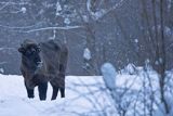 Żubr, Bison bonasus, Bieszczady