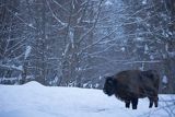 Żubr, Bison bonasus, Bieszczady