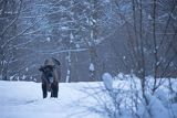 Żubr, Bison bonasus, Bieszczady