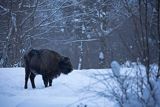 Żubr, Bison bonasus, Bieszczady