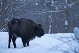 Żubr, Bison bonasus, Bieszczady