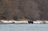 żubr, Bison bonasus, Bieszczady