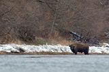 żubr, Bison bonasus, Bieszczady