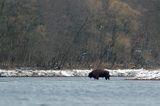 żubr, Bison bonasus, Bieszczady