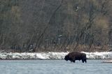 żubr, Bison bonasus, Bieszczady