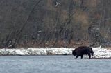 żubr, Bison bonasus, Bieszczady