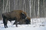 żubry bison bonasus