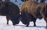 żubry bison bonasus