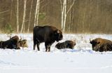 żubry, Bison bonasus