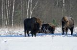 żubry, Bison bonasus