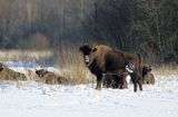 żubry, Bison bonasus