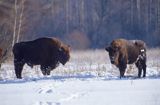 żubry bison bonasus