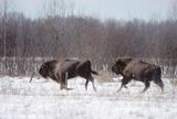 żubry bison bonasus