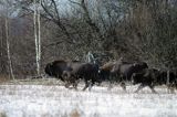 żubry, Bison bonasus