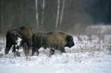 żubry, Bison bonasus