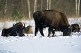 żubry, Bison bonasus