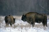 żubry, Bison bonasus