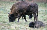 żubry Bison bonasus