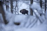 Żubr, Bison bonasus, Bieszczady