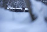 Żubry, Bison bonasus, Bieszczady