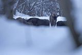 Żubry, Bison bonasus, Bieszczady