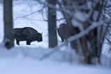 Żubry, Bison bonasus, Bieszczady