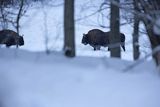 Żubry, Bison bonasus, Bieszczady