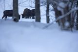 Żubry, Bison bonasus, Bieszczady