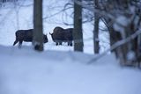 Żubry, Bison bonasus, Bieszczady