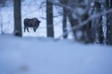 Żubr, Bison bonasus, Bieszczady