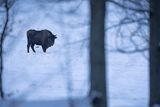 Żubr, Bison bonasus, Bieszczady