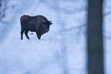 Żubr, Bison bonasus, Bieszczady