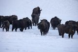 Żubry, Bison bonasus, Bieszczady