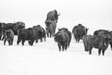 Żubry, Bison bonasus, Bieszczady