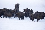 Żubry, Bison bonasus, Bieszczady