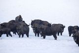 Żubry, Bison bonasus, Bieszczady