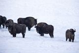 Żubry, Bison bonasus, Bieszczady