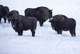 Żubry, Bison bonasus, Bieszczady