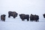 Żubry, Bison bonasus, Bieszczady