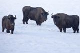 Żubry, Bison bonasus, Bieszczady