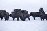 Żubry, Bison bonasus, Bieszczady