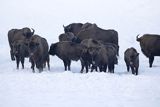 Żubry, Bison bonasus, Bieszczady